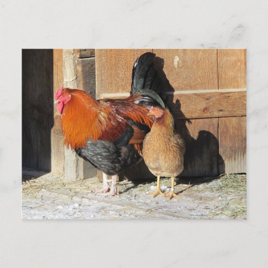 Carte Postale Ferme de poulets Coq et poule  (Devant)