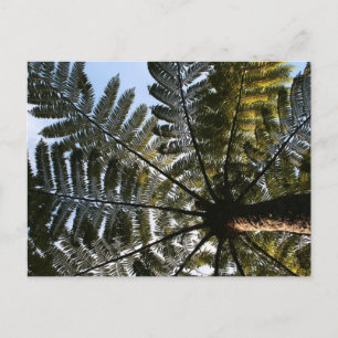 Carte Postale Ferme des arbres de Nouvelle-Zélande