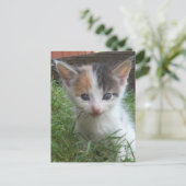 Carte Postale Ferme Kitten (Debout devant)