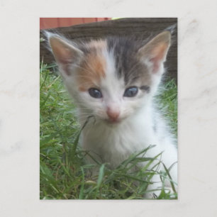 Carte Postale Ferme Kitten