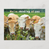 Carte Postale Ferme Ranch "Rétablissement" Fleurs de Campagne Bo (Devant)