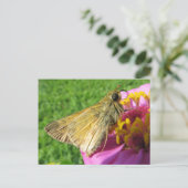 Carte Postale Fermer le papillon sur la fleur (Debout devant)