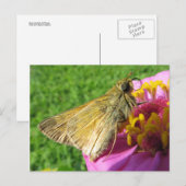 Carte Postale Fermer le papillon sur la fleur (Devant / Derrière)