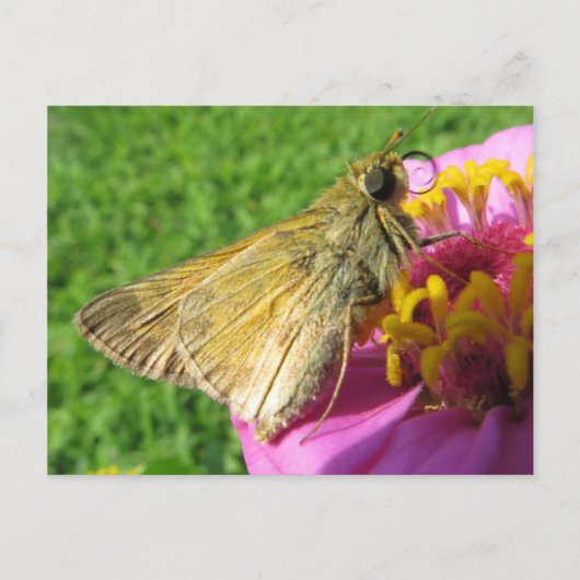 Carte Postale Fermer le papillon sur la fleur (Devant)