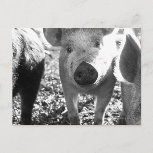 Carte Postale Fermer les porcelets (Devant)