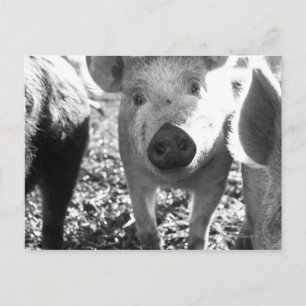 Carte Postale Fermer les porcelets