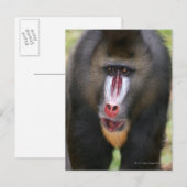 Carte Postale Fermer Mandril (Mandrillus sphinx) (Devant / Derrière)