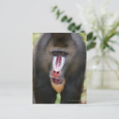 Carte Postale Fermer Mandril (Mandrillus sphinx) (Debout devant)