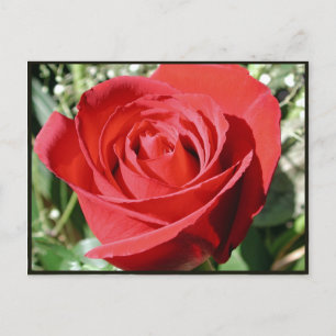 Carte postale Fermer Rose rouge