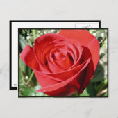 Carte postale Fermer Rose rouge (Devant / Derrière)