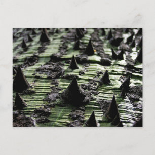 Carte Postale Fermer Spiky Kapok Tree Trunk : Funchal Madeira