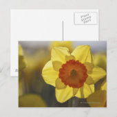 Carte Postale Fermer une jonquille jaune/orange (Devant / Derrière)
