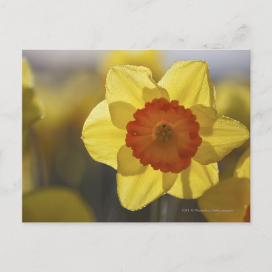 Carte Postale Fermer une jonquille jaune/orange (Devant)