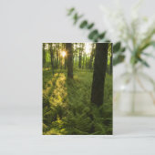 Carte Postale Fermes dans la forêt à Grafton, Massachusetts. (Debout devant)