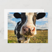 Carte Postale Fermes | Vache Holstein en train de mâcher (Devant / Derrière)