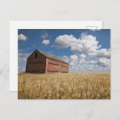 Carte Postale Fermes | Vieille grange rouge dans un champ de blé (Devant / Derrière)