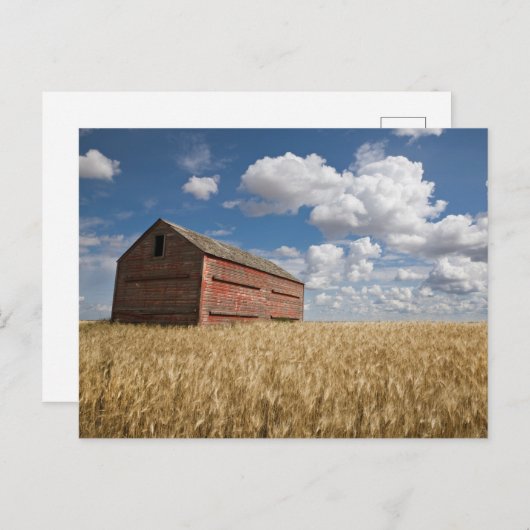 Carte Postale Fermes | Vieille grange rouge dans un champ de blé (Devant / Derrière)