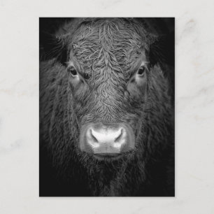 CARTE POSTALE FERMETURE DE VACHE - NOIR ET BLANC