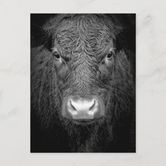 CARTE POSTALE FERMETURE DE VACHE - NOIR ET BLANC (Devant)