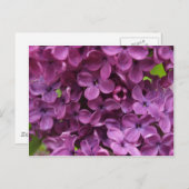 Carte Postale fermez-vous du lilas pourpre foncé (Devant / Derrière)