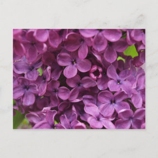 Carte Postale fermez-vous du lilas pourpre foncé