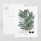 Carte Postale Fern (Devant / Derrière)