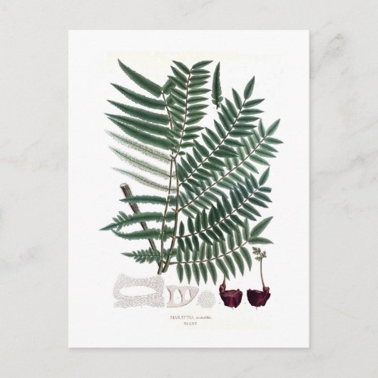 Carte Postale Fern (Devant)