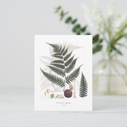 Carte Postale Fern (Debout devant)