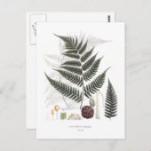 Carte Postale Fern (Devant / Derrière)