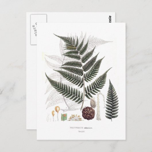 Carte Postale Fern (Devant / Derrière)