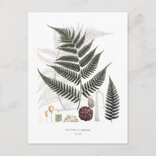 Carte Postale Fern