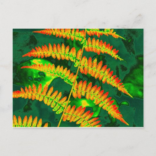 Carte Postale Fern (Devant)