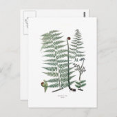 Carte Postale Fern (Devant / Derrière)