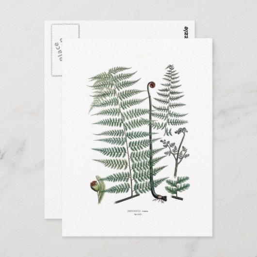 Carte Postale Fern (Devant / Derrière)