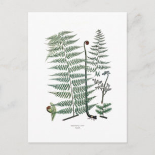 Carte Postale Fern