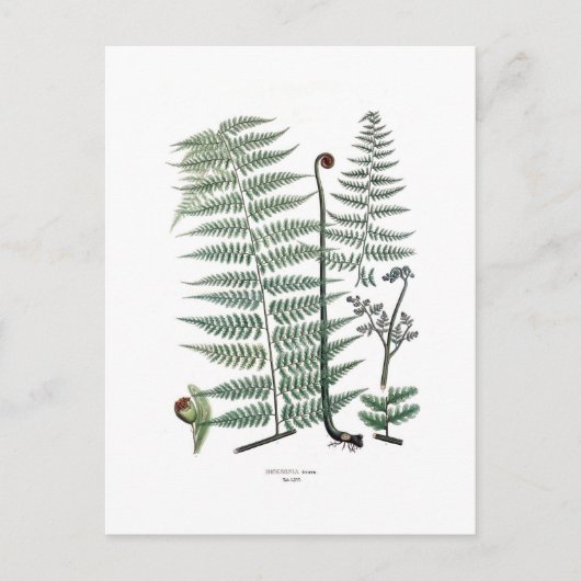 Carte Postale Fern (Devant)