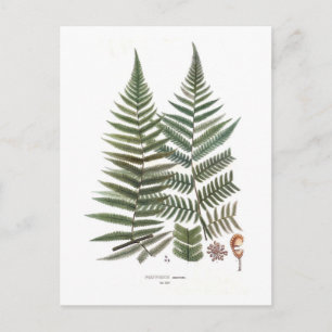 Carte Postale Fern