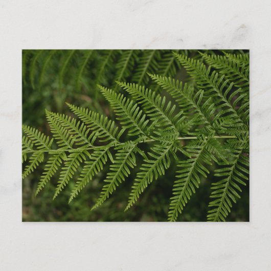 Carte Postale Fern (Devant)