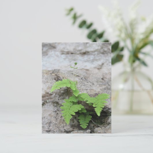 Carte postale Fern déterminée (Debout devant)