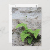 Carte postale Fern déterminée (Devant / Derrière)