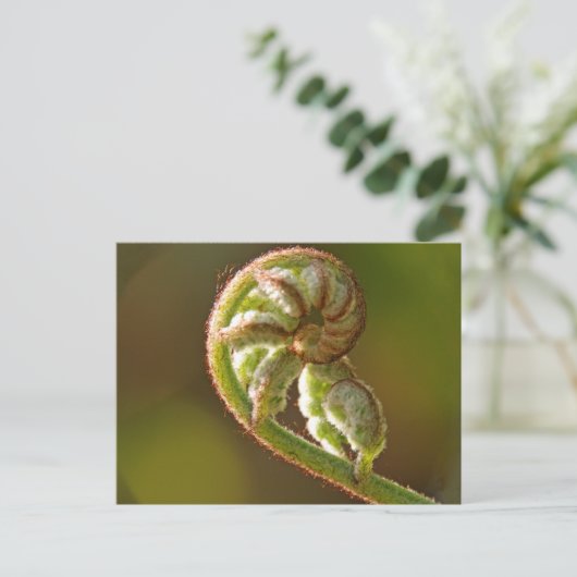 Carte Postale Fern Fiddlehead (Debout devant)