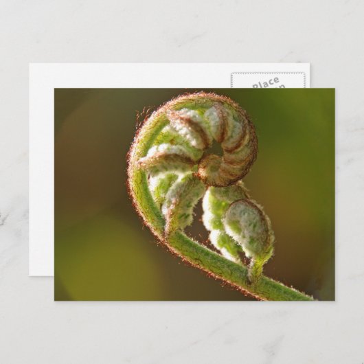 Carte Postale Fern Fiddlehead (Devant / Derrière)