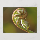 Carte Postale Fern Fiddlehead (Devant)