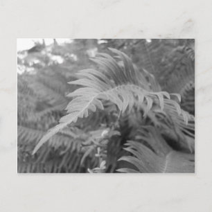 Carte Postale Fern Friendly