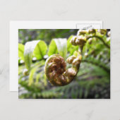Carte Postale Fern Frond (Devant / Derrière)