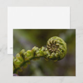 Carte Postale Fern Frond (Devant / Derrière)