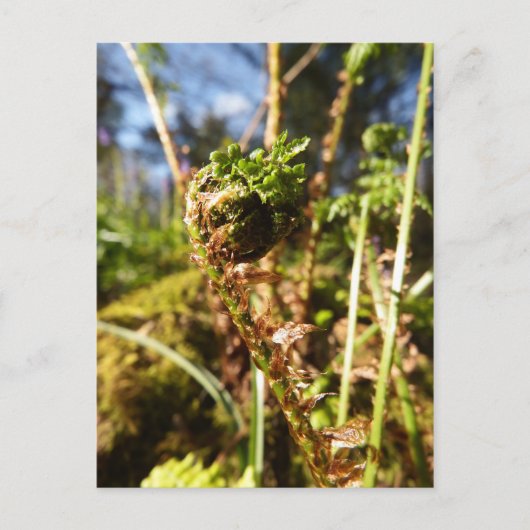 Carte postale Fern Frond (Devant)