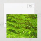 Carte Postale Fern Fronds III Nature verte Botanique (Devant / Derrière)
