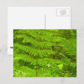Carte Postale Fern Fronds III Nature verte Botanique (Devant / Derrière)