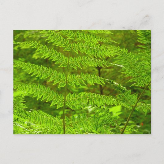 Carte Postale Fern Fronds III Nature verte Botanique (Devant)